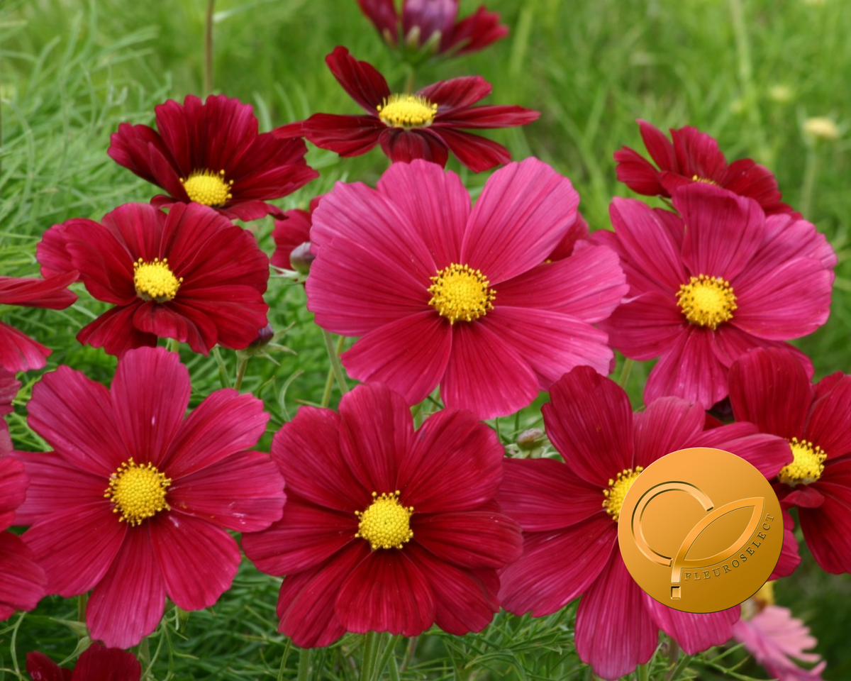 Rubinato Cosmos Seeds