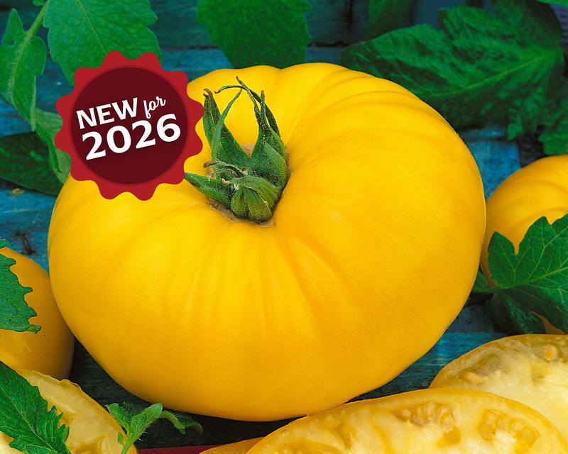 Bulk: Giant Belgium Yellow Tomato Seeds