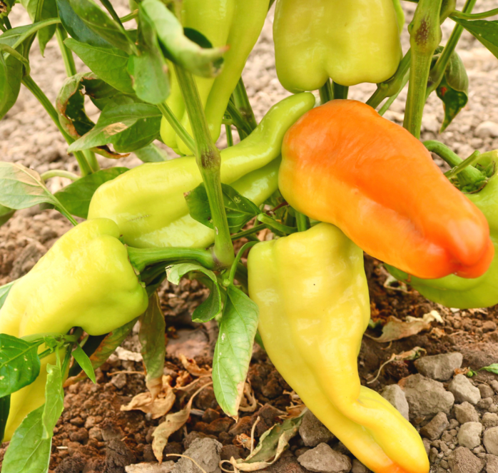 Bulk: Biscayne Hybrid Pepper Seeds