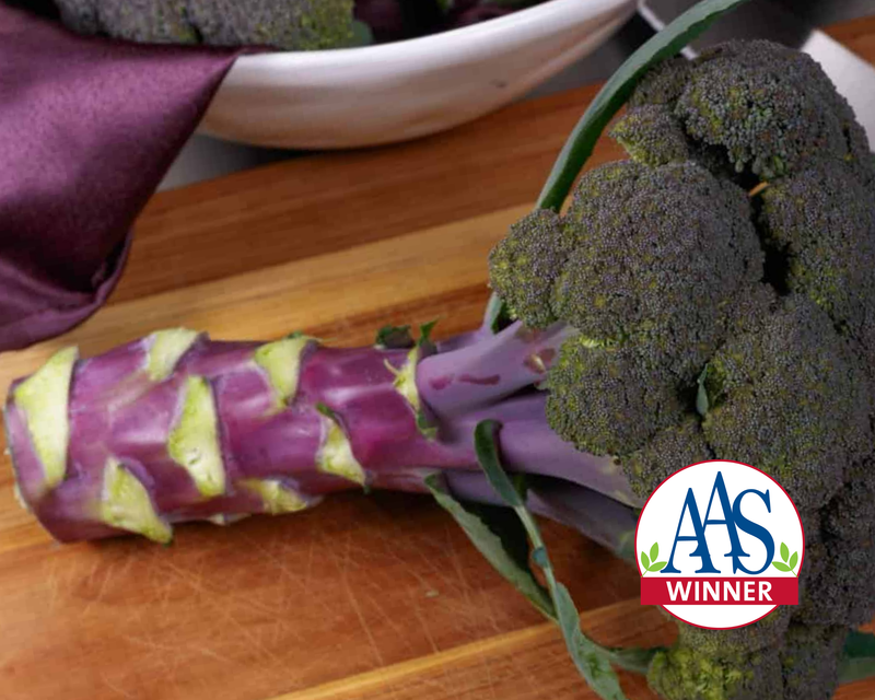 Purple Magic Hybrid Purple Broccoli Seeds