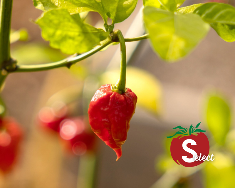 Carolina Reaper Super-Hot Pepper Seeds