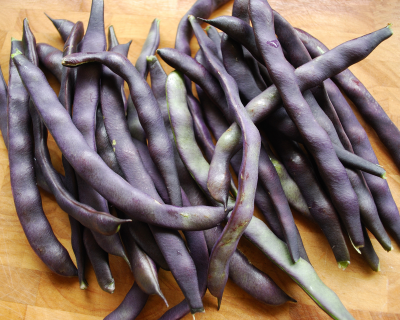Royal Burgundy Bush Bean Seeds
