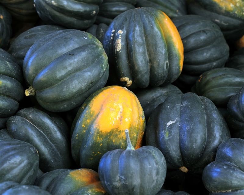Acorn (Table Queen) Winter Squash Seeds