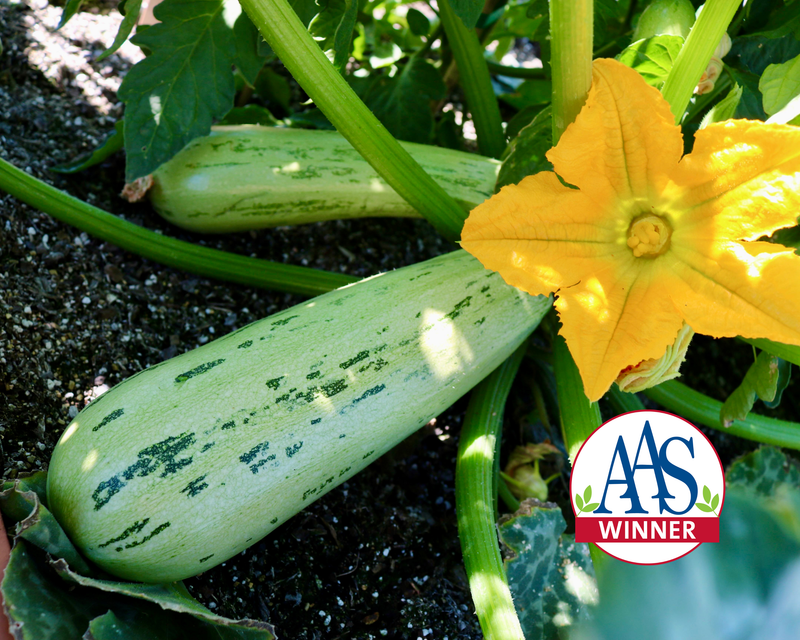 Bossa Nova Hybrid Summer Squash Seeds