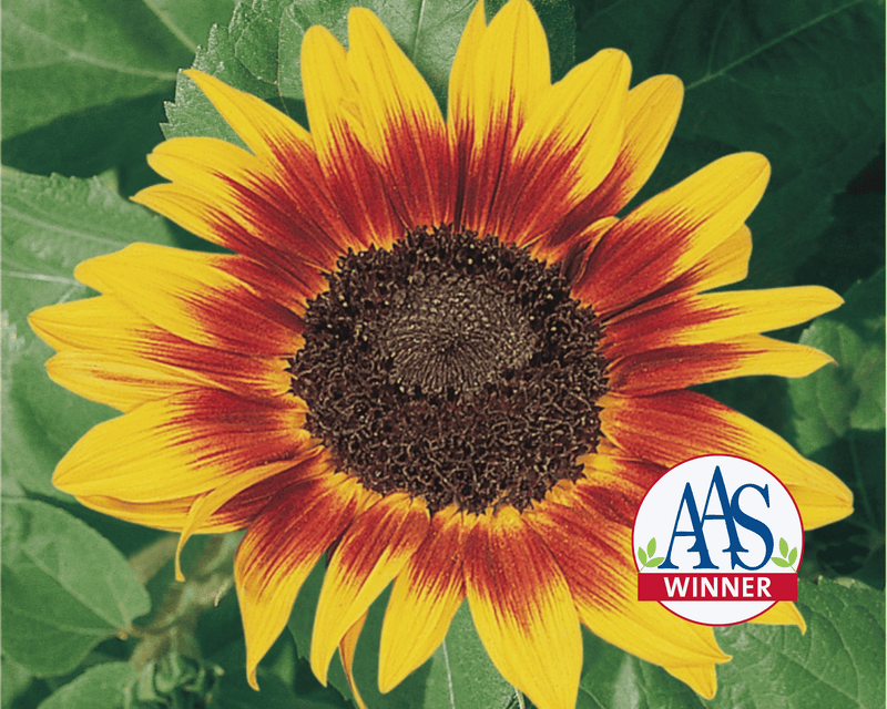 Ring of Fire Sunflower Seeds