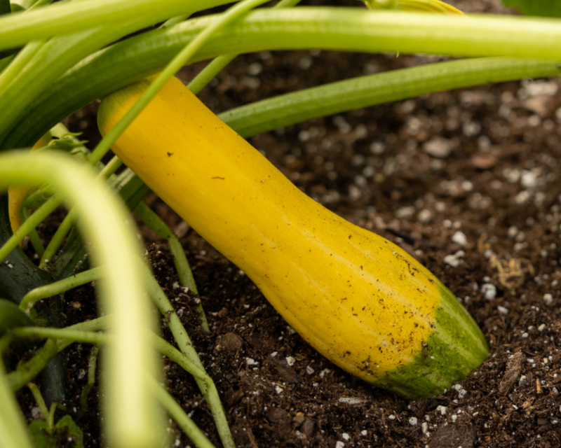 Zephyr Hybrid Summer Squash Seeds