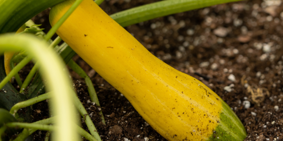 Zephyr Hybrid Summer Squash Seeds — Seeds 'n Such