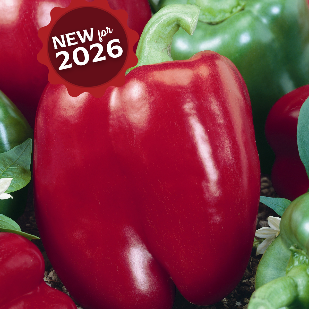 Bulk: Big Red Pepper Seeds — Seeds 'n Such