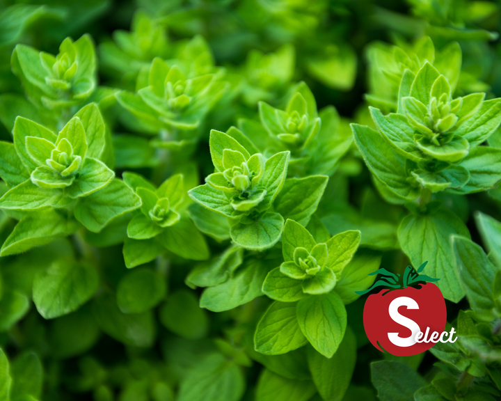 Greek Oregano Seeds