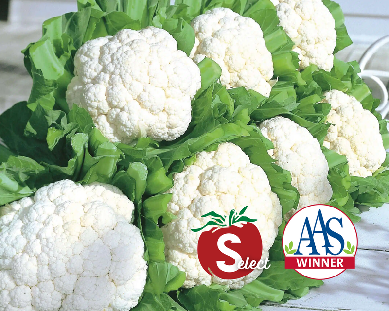 Snow Crown Hybrid Cauliflower Seeds