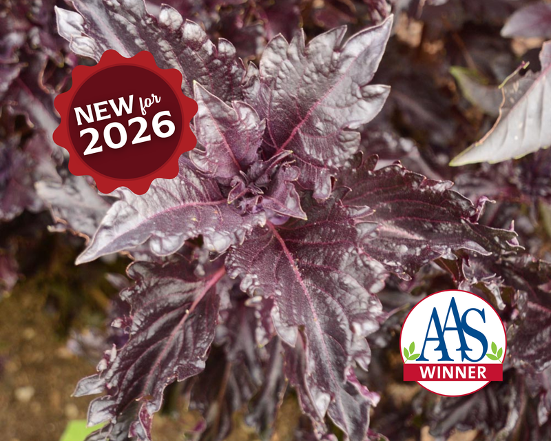 Bulk: Purple Ruffles Basil Seeds