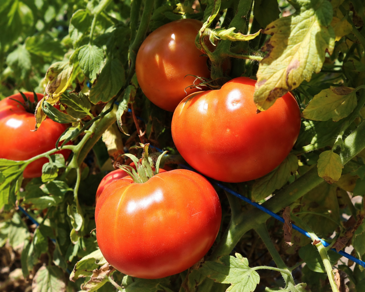 Burpee's Big Boy Hybrid Beefsteak Tomato Seeds