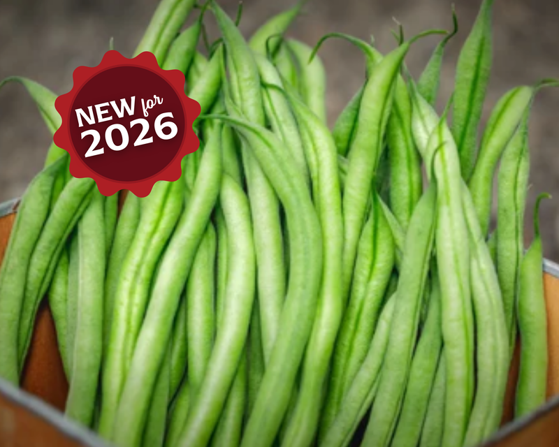 French Filet Bean Seeds