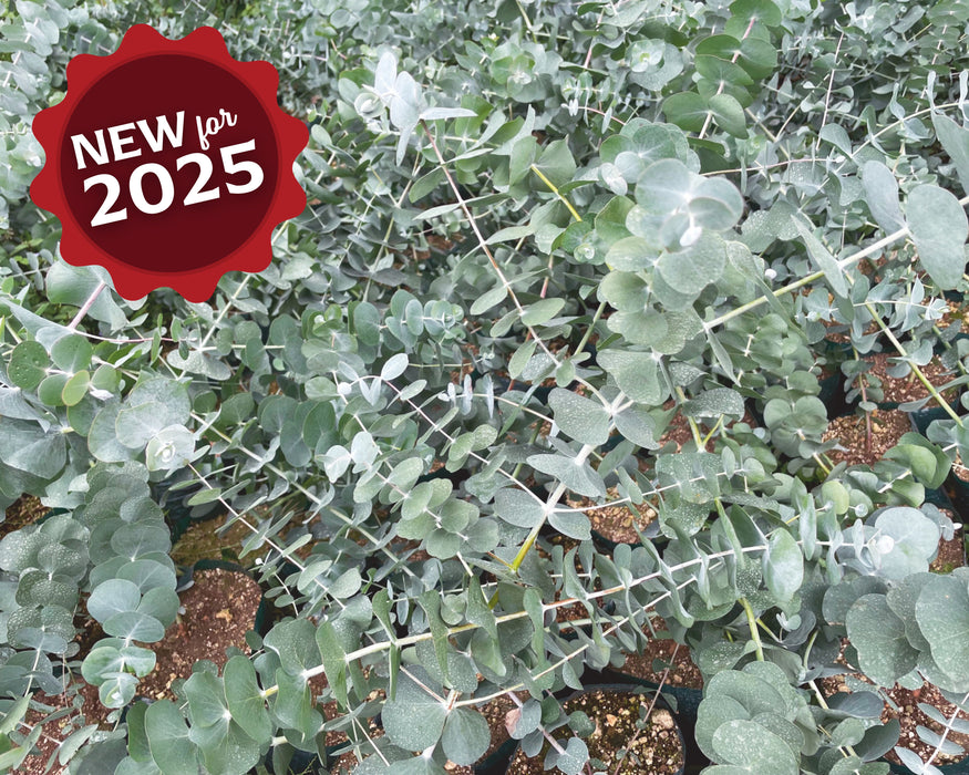 Bulk: Silver Dollar Eucalyptus Seeds