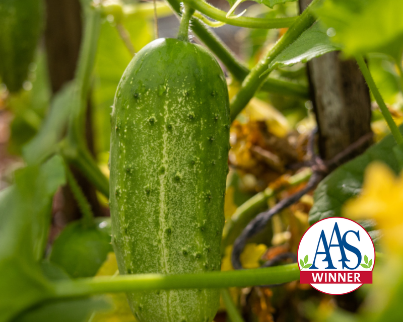 cucumbers from seed or plant Pick-A-Bushel Hybrid Cucumber Seeds — Seeds 'n Such