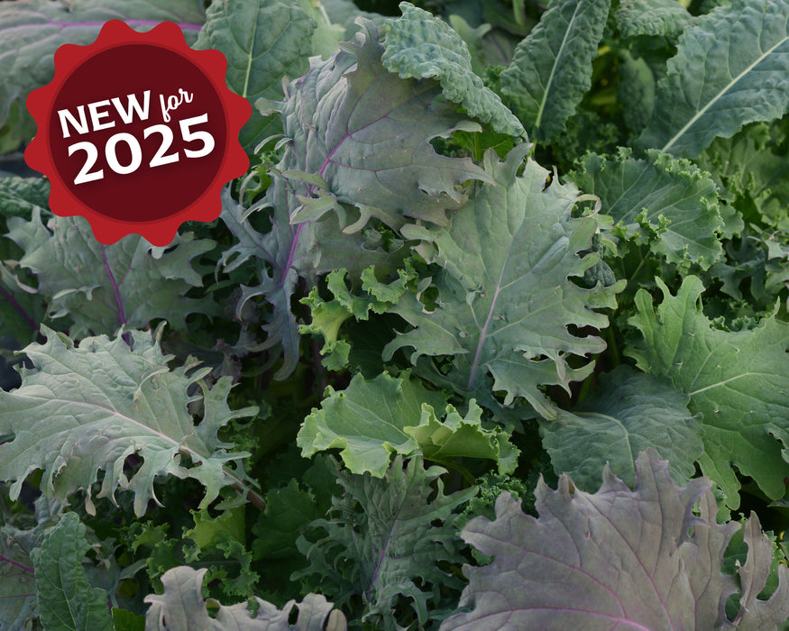 Bulk: SimplySalad® Kale Storm Mix Seeds