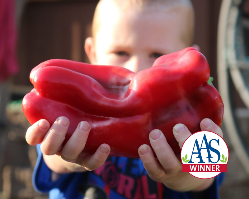 Bulk: Red Impact Hybrid Lamuyo Sweet Pepper Seeds