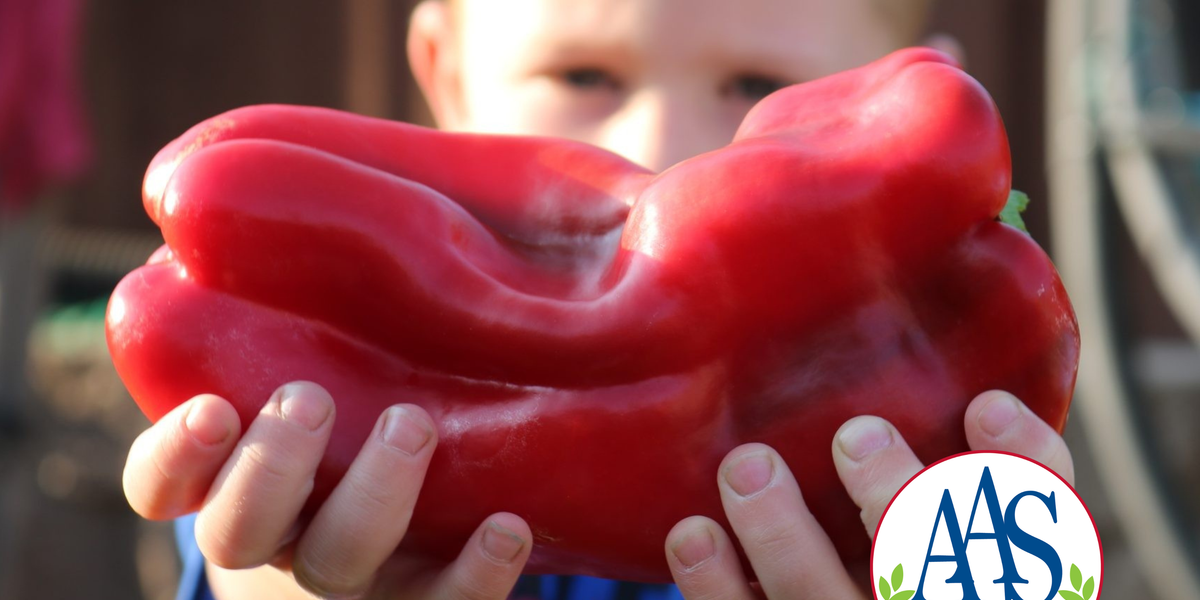 Red Impact Hybrid Lamuyo Sweet Pepper Seeds — Seeds 'n Such