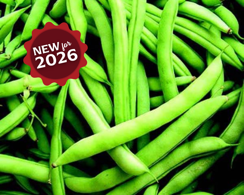 Mountaineer White Half Runner Bean Seeds