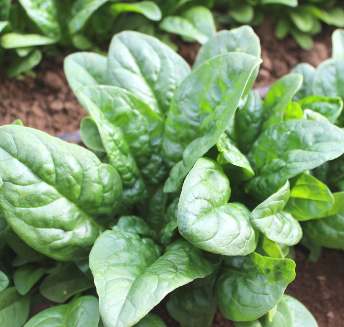 Bulk: Green Beret Hybrid Spinach Seeds