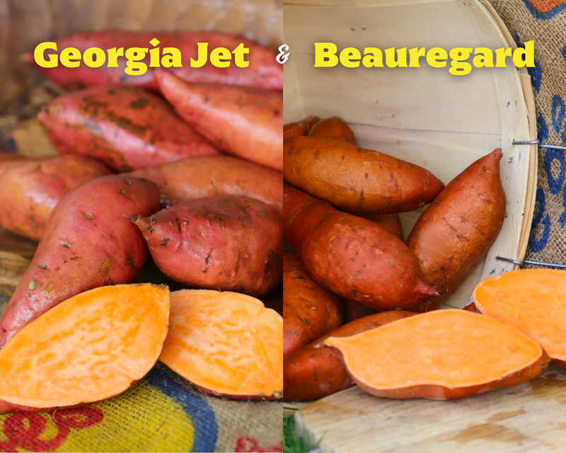 Best All-Around Collection Sweet Potato Plants