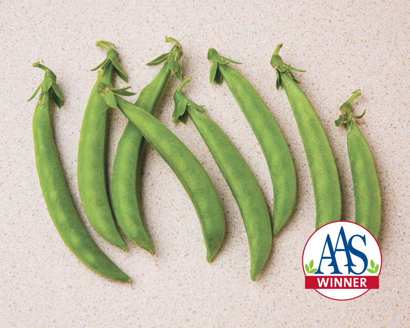 Bulk: Snak Hero Snack Pea Seeds