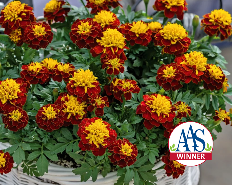 Marigold Super Hero Spry