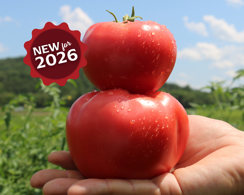 Bulk: Pink Gal Hybrid Tomato Seeds