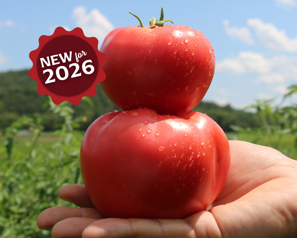 rosada tomato seeds for sale Pink Gal Hybrid Tomato Seeds — Seeds 'n Such