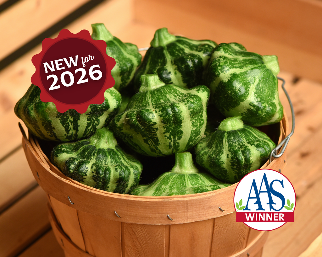 018 スージークーパー　ウィンターサンシャイン　2個セット　グリーン　美品 Green Lightning Hybrid Squash Seeds — Seeds 'n Such