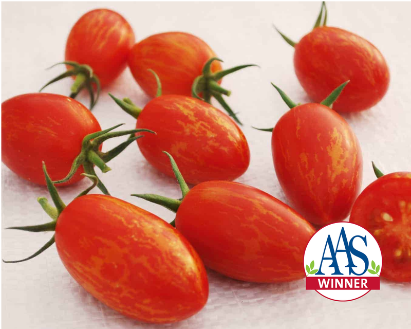 Bulk: Red Torch Hybrid Tomato Seeds