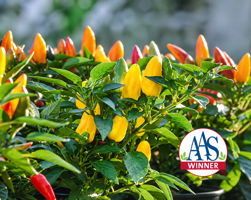 Pretty 'n Sweet Hybrid Pepper Seeds