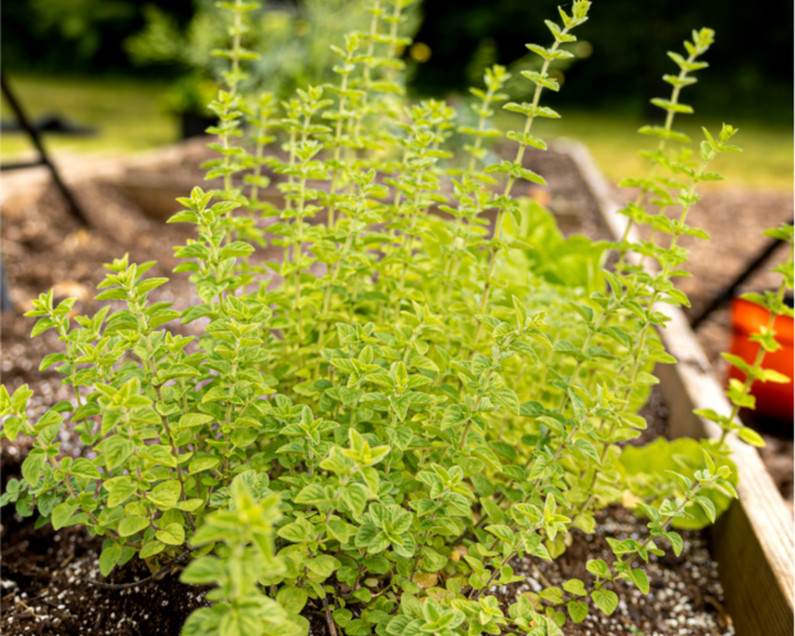 German Winter Thyme Seeds