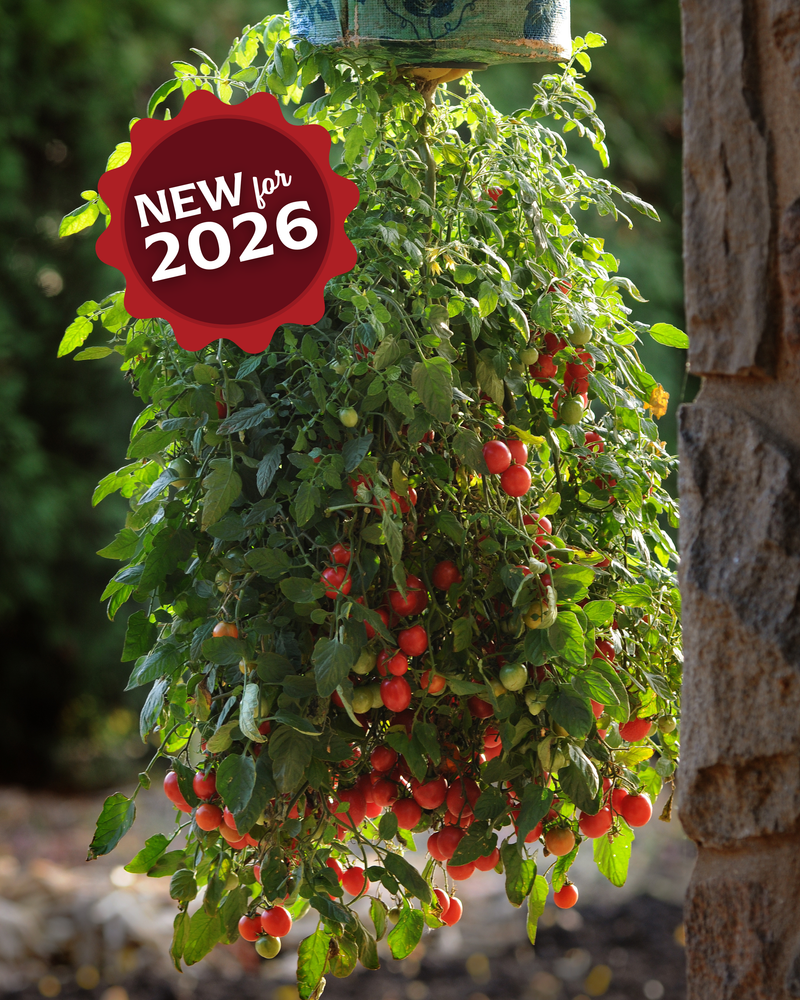 tomato seeds plant Topsy Tom Hybrid Tomato Seeds