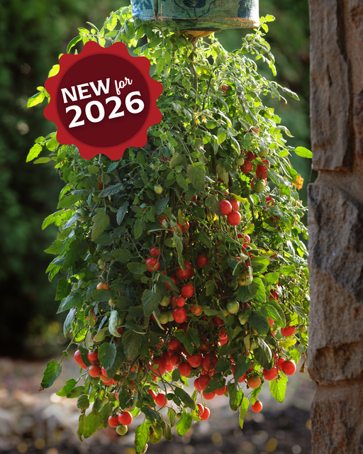 where to buy hanging tomato plants Topsy Tom Hybrid Tomato Seeds — Seeds 'n Such