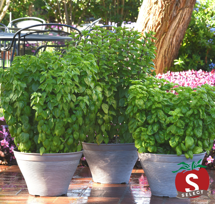 Everleaf Emerald Towers Basil Seeds