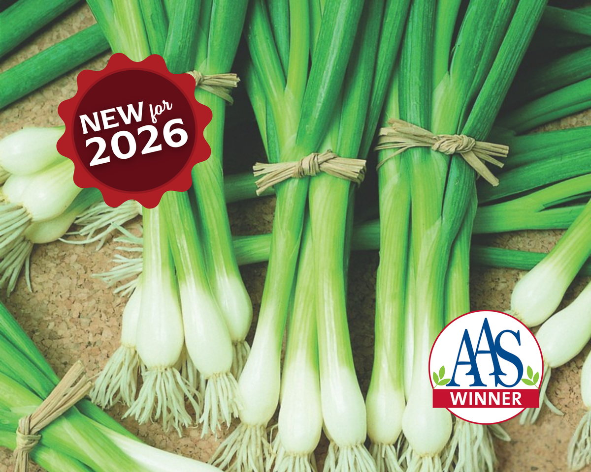 Warrior Bunching Onion Seeds