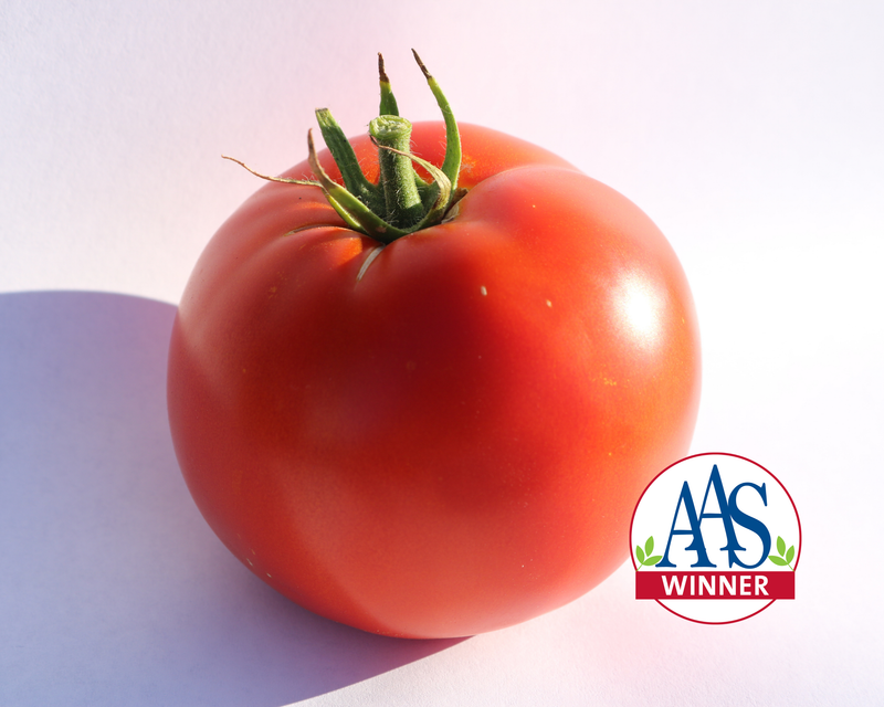 Big Beef Plus Hybrid Beefsteak VFFNTASt Tomato Seeds