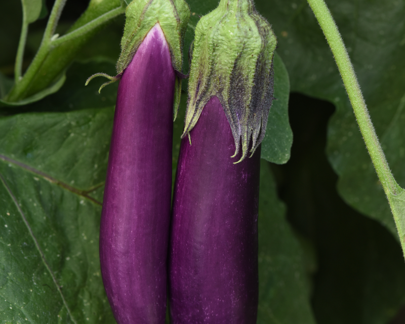 Violet Delight Hybrid Eggplant Seeds