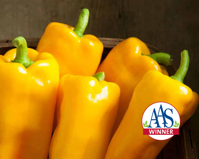 Escamillo Hybrid Pepper Seeds