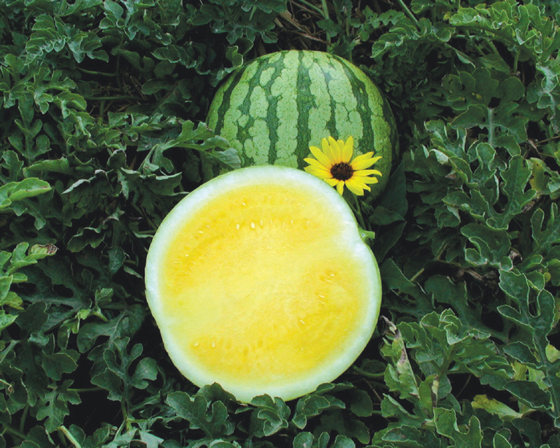 Yellow Buttercup Seedless Hybrid Watermelon Seeds