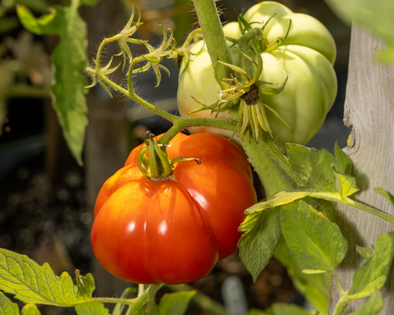 Paste Tomatoes