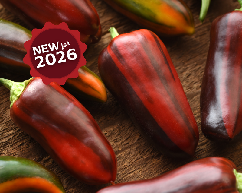 Bulk: Mocha Swirl Hybrid Pepper Seeds