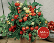 Micro Tom Tomato Seeds | The Kitchen Minis™ Collection