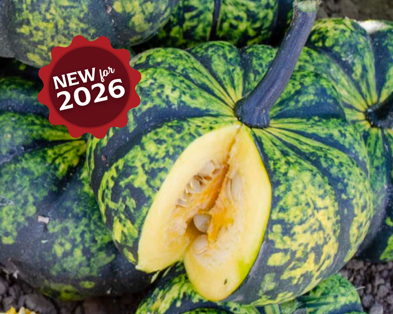 Phantomita Hybrid Pumpkin Seeds