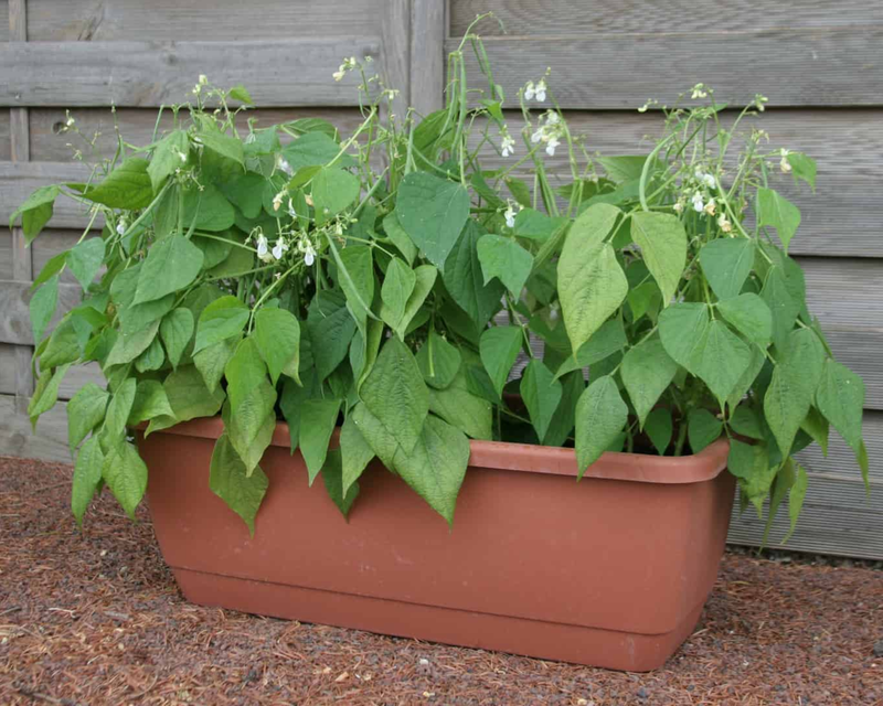 Bulk: Mascotte Bush Filet Bean Seeds