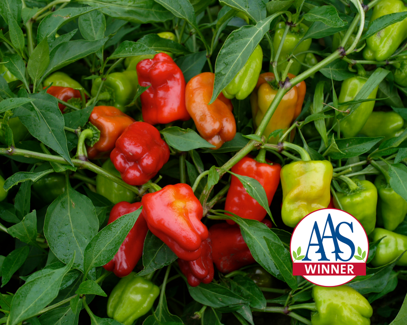 Cajun Belle Hybrid Bell Pepper Seeds