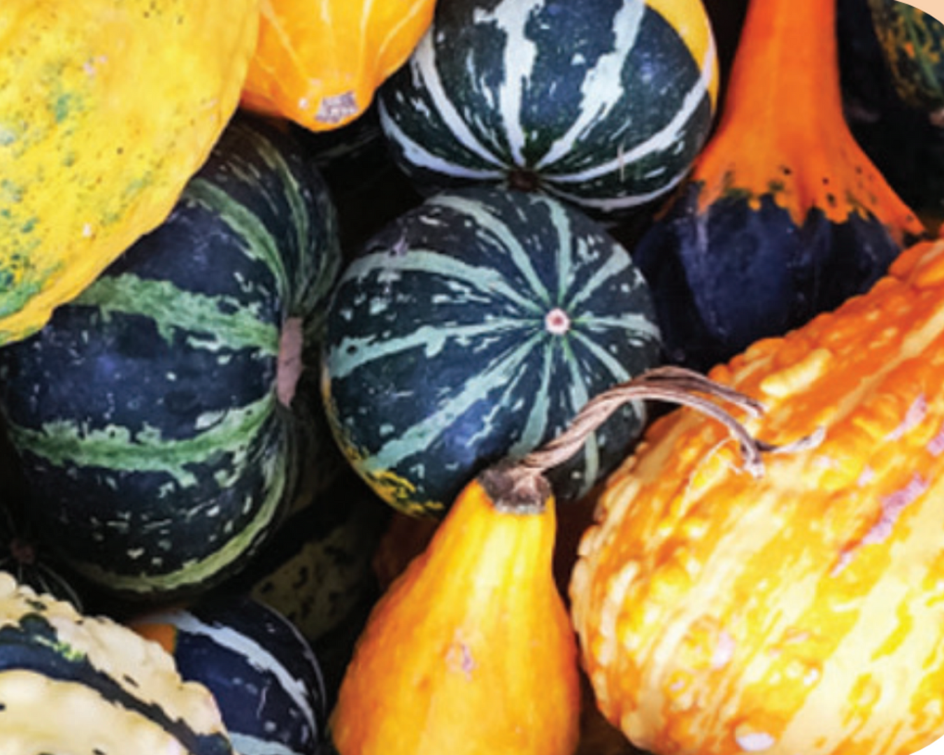 Heirloom Gourds