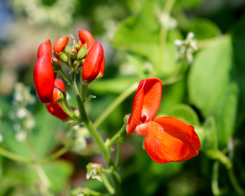 Scarlet Runner Bean Seeds