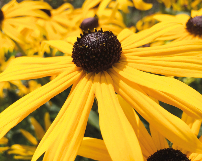 Goldsturm Rudbeckia Seeds